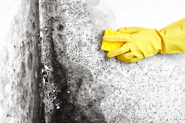 Best Emergency Mold Removal  in Brooksi, DE