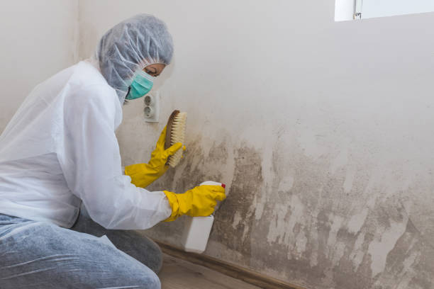 Best Mold Remediation Experts  in Brooksi, DE