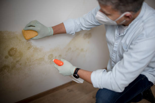 Best Mold Remediation  in Brooksi, DE