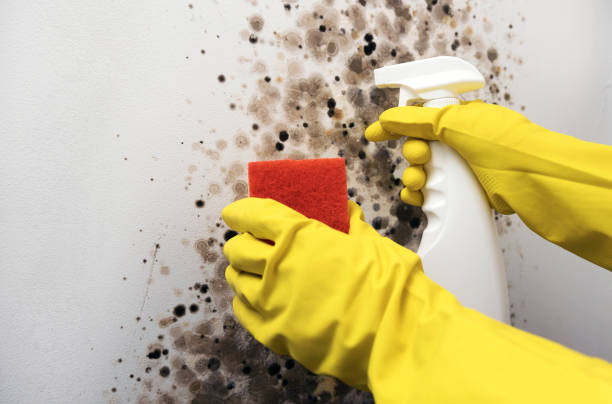 Mold Removal Process in Brookside, DE