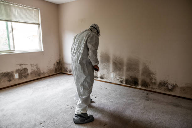 Mold Removal and Inspection in Brookside, DE